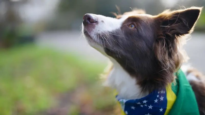 Cachorra ‘superdotada’? A border collie brasileira que sabe 200 palavras e virou estrela de pesquisa