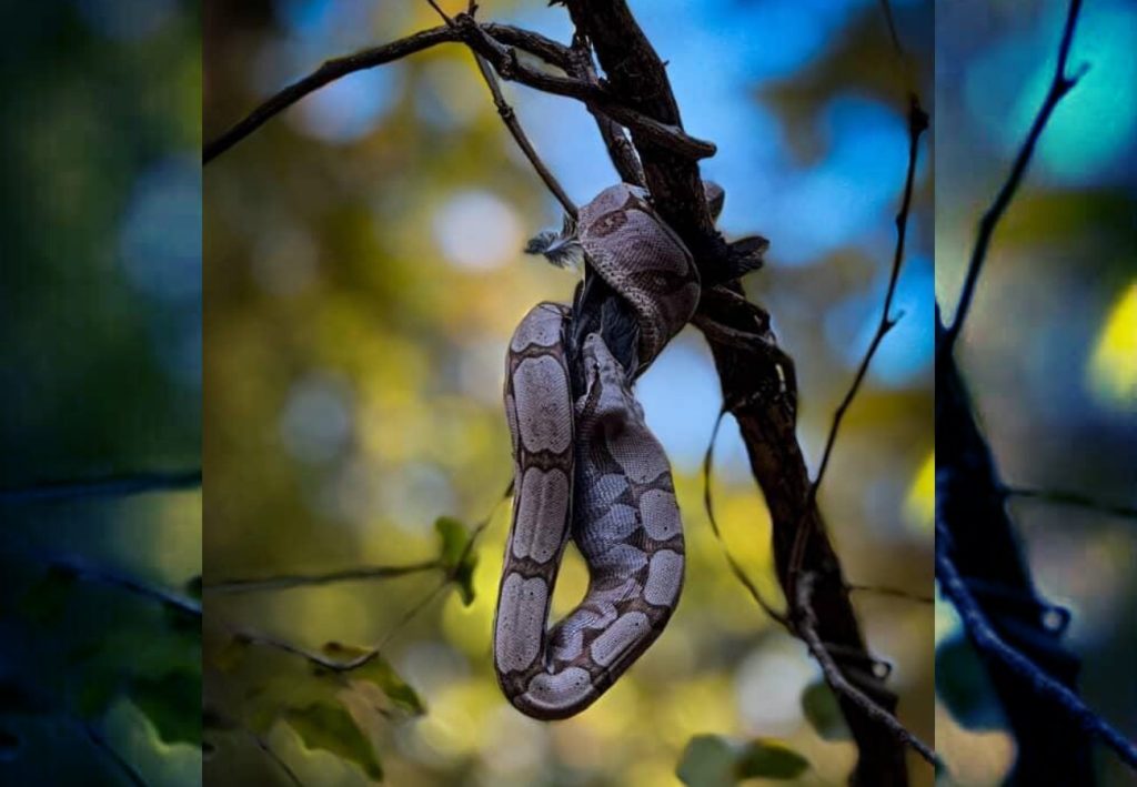 Vídeo mostra cobra engolindo pássaro enquanto estava pendurada em galho de árvore dentro de parque em Palmas