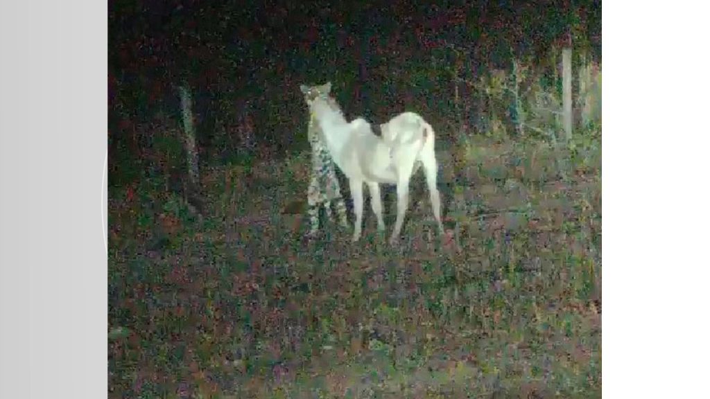 VÍDEO: Onça é flagrada durante ataque a bezerro em pasto de fazenda no sul do Tocantins