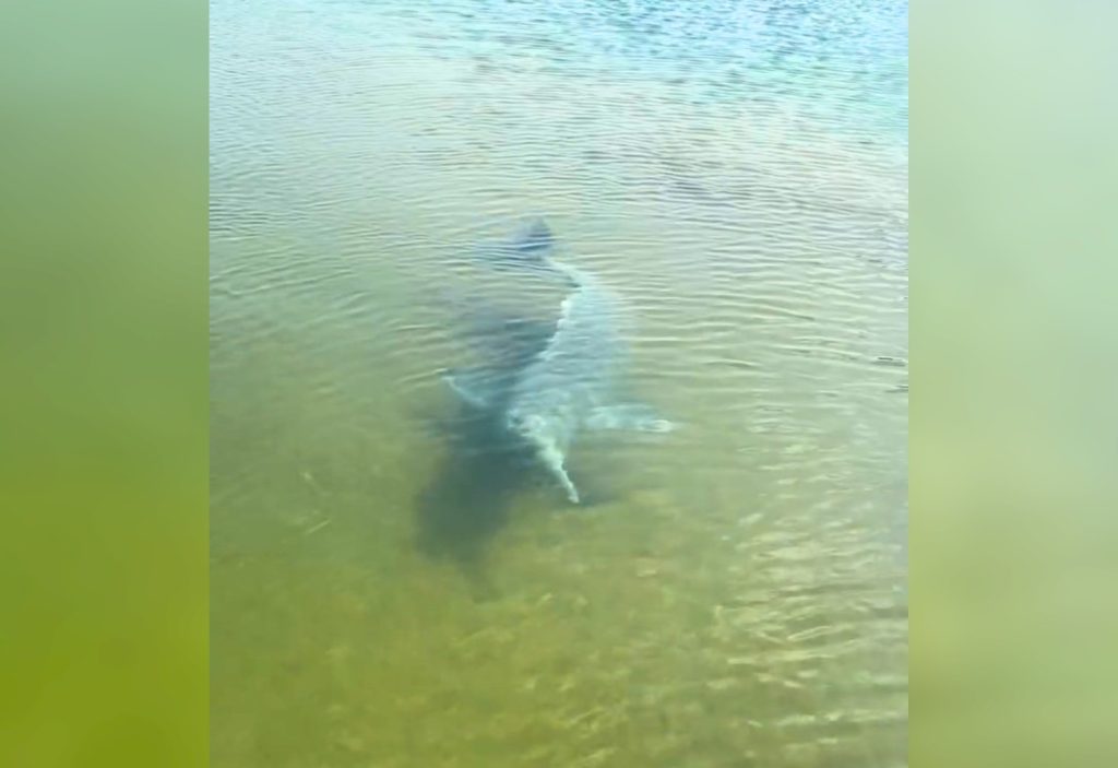 Boto surpreende pescador ao cercar barco e espantar peixes no TO; VÍDEO