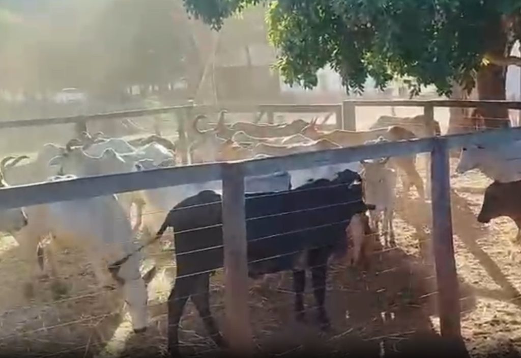 Rebanho de gado furtado de chácara no Tocantins é recuperado pela polícia